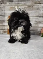 Lily, a female Shih Tzu for sale in Redding, CA – Photo 2 of 8