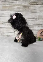 Lily, a female Shih Tzu for sale in Redding, CA – Photo 4 of 8