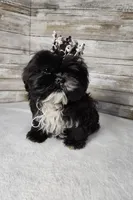 Lily, a female Shih Tzu for sale in Redding, CA – Photo 8 of 8