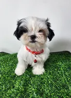 Tucker, a male Mal Shi for sale in Redding, CA – 2 of 8