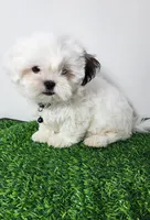 Bear, a male Mal Shi for sale in Redding, CA – 4 of 9