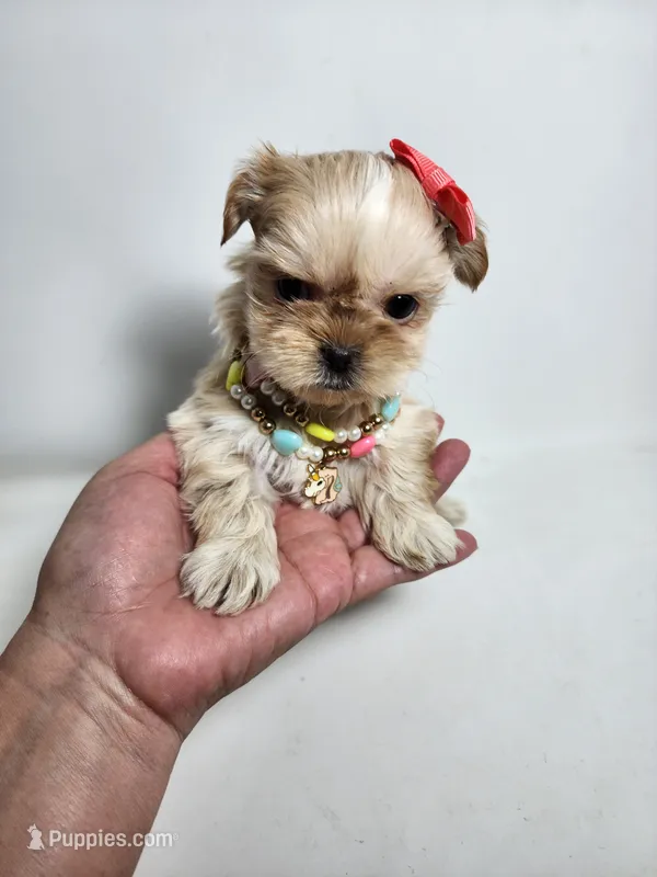Rosy – Shih Tzu puppy on hold in Redding, CA