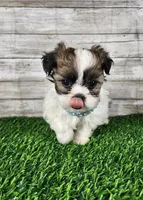 Tito, a male Shih Tzu and Mal Shi for sale in Redding, CA – 7 of 8