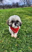 Milo, a male Shih Tzu for sale in Redding, CA – Photo 4 of 8