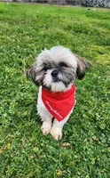 Milo, a male Shih Tzu for sale in Redding, CA – Photo 1 of 8