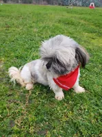 Milo, a male Shih Tzu for sale in Redding, CA – Photo 3 of 8