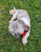 Milo, a male Shih Tzu for sale in Redding, CA – Photo 5 of 8
