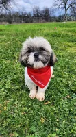 Milo, a male Shih Tzu for sale in Redding, CA – Photo 2 of 8
