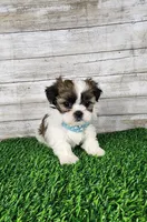 Tito, a male Shih Tzu and Mal Shi for sale in Redding, CA – 2 of 8