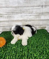 Yiyo, a male Shih Tzu for sale in Redding, CA – 2 of 5