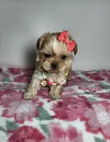 Rosy, a female Shih Tzu for sale in Redding, CA – 4 of 5