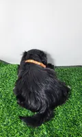 Zeus, a male Shih Tzu for sale in Redding, CA – 5 of 8