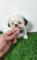 Bandit , a male Mal Shi for sale in Redding, CA – 2 of 9