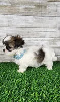 Tito, a male Shih Tzu and Mal Shi for sale in Redding, CA – 5 of 8