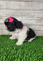 Pinky, a female Shih Tzu for sale in Redding, CA – 2 of 7