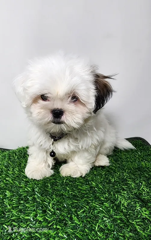 Bear – Mal Shi puppy for sale in Redding, CA
