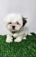 Bear, a male Mal Shi for sale in Redding, CA – 1 of 9