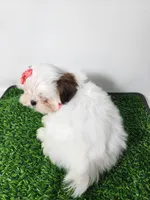 Daisy, a female Mal Shi for sale in Redding, CA – 7 of 8