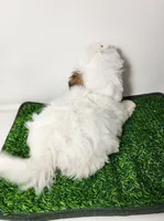 Bear, a male Mal Shi for sale in Redding, CA – 3 of 9