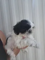 Tito, a male Shih Tzu for sale in Redding, CA – 3 of 6