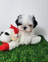 Tucker, a male Mal Shi for sale in Redding, CA – 7 of 8