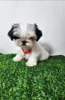 Tucker, a male Mal Shi for sale in Redding, CA – 3 of 8