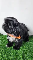 Zeus, a male Shih Tzu for sale in Redding, CA – 8 of 8