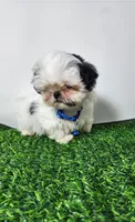 Bandit , a male Mal Shi for sale in Redding, CA – 4 of 9