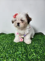 Daisy, a female Mal Shi for sale in Redding, CA – 3 of 8