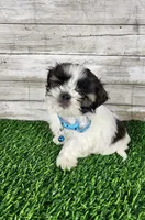 Bluey , a male Shih Tzu for sale in Redding, CA – 6 of 7