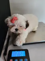 Daisy, a female Mal Shi for sale in Redding, CA – 8 of 8