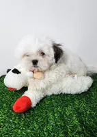 Bear, a male Mal Shi for sale in Redding, CA – 2 of 9