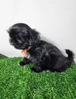 Zeus, a male Shih Tzu for sale in Redding, CA – 4 of 8