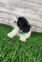 Gino, a male Shih Tzu for sale in Redding, CA – 6 of 6