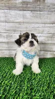 Tito, a male Shih Tzu and Mal Shi for sale in Redding, CA – 6 of 8