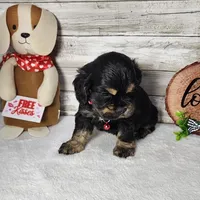 Jack, a male Cocker Spaniel for sale in Redding, CA – Photo 2 of 5