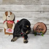 Jack, a male Cocker Spaniel for sale in Redding, CA – Photo 1 of 5