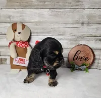 Jack, a male Cocker Spaniel for sale in Redding, CA – Photo 1 of 5