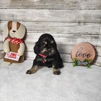 Jack, a male Cocker Spaniel for sale in Redding, CA – Photo 3 of 5