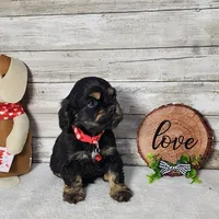 Jack, a male Cocker Spaniel for sale in Redding, CA – Photo 4 of 5