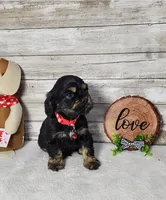 Jack, a male Cocker Spaniel for sale in Redding, CA – Photo 4 of 5