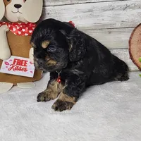 Jack, a male Cocker Spaniel for sale in Redding, CA – Photo 5 of 5