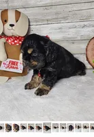 Jack, a male Cocker Spaniel for sale in Redding, CA – Photo 5 of 5