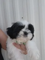 Gino, a male Shih Tzu for sale in Redding, CA – 6 of 6