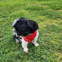 Oreo, a male Shih Tzu for sale in Redding, CA – Photo 5 of 6
