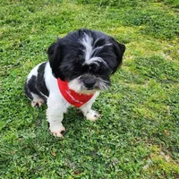 Oreo, a male Shih Tzu for sale in Redding, CA – Photo 4 of 6