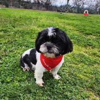 Oreo, a male Shih Tzu for sale in Redding, CA – Photo 1 of 6