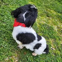 Oreo, a male Shih Tzu for sale in Redding, CA – Photo 6 of 6