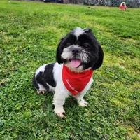 Oreo, a male Shih Tzu for sale in Redding, CA – Photo 3 of 6