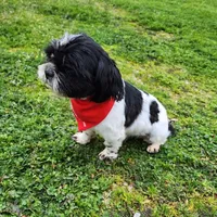 Oreo, a male Shih Tzu for sale in Redding, CA – Photo 2 of 6